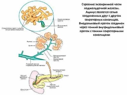 Экзокринная функция поджелудочной железы