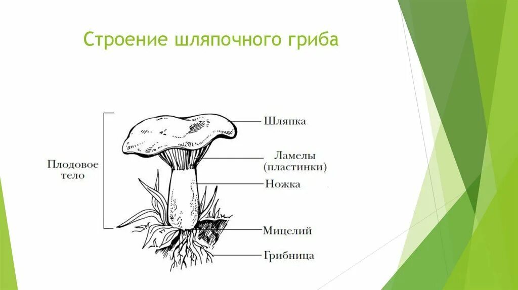 Какое строение шляпочного гриба. Строение шляпочного гриба биология. строение шляпочного гриба рисунок. строение шляпочного гриба.