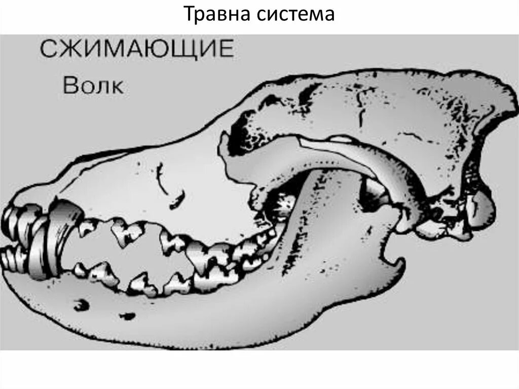 Зубная система хищных млекопитающих. Зубная система млекопитающих. Зубная система млекопитающих анатомия. Зубная формула отрядов млекорпит. Зубная формула насекомоядных