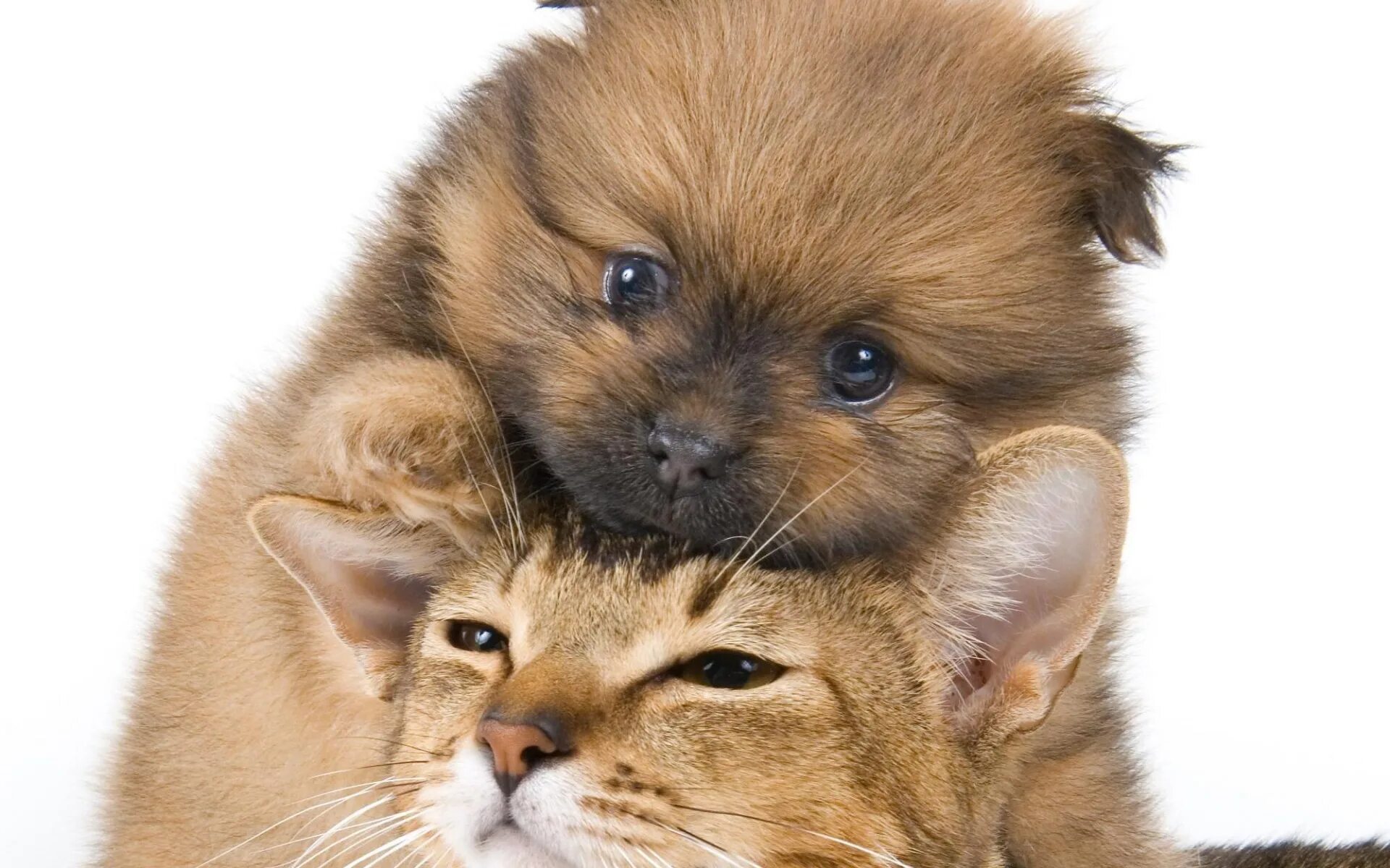 Собачки и кошечки. Красивые собаки и кошки. Кошки и собаки. Милые котята и щенки. Кошки и собаки.