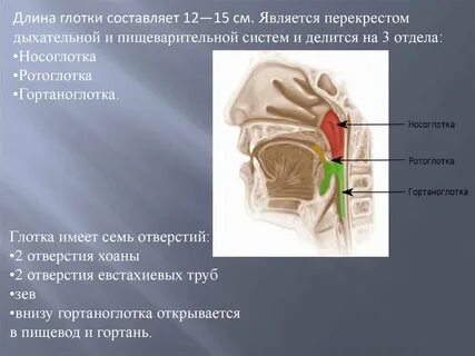 В носоглотку открываются отверстия
