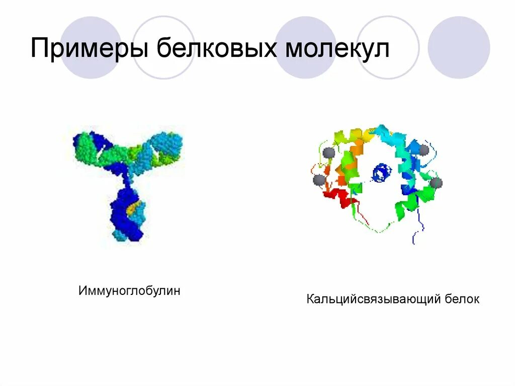 Примеры белковых молекул. Белковые молекулы примеры. Иммуноглобулин структура белка. Молекулы белков примеры.
