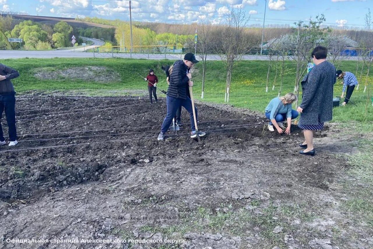 Посадка деревьев. Посадка деревьев школьниками. Высадка зеленых насаждений. Сажаю картошку в деревне. Озеленение территории лесов.