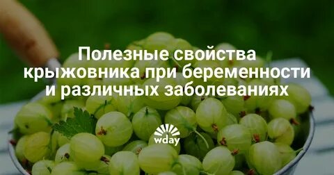 Крыжовник полезные свойства и противопоказания