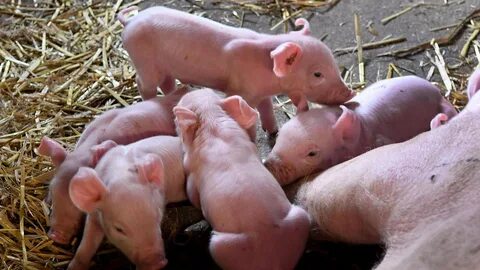 Breeding farm