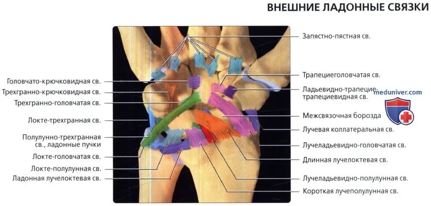 Растяжение связок лучезапястного мкб 10. Связки лучезапястного сустава мрт. анатомия лучезапястного сустава мрт. связки лучезапястного сустава анатомия мрт. сухожилия лучезапястного сустава мрт.