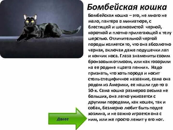 Бомбейская кошка описание. Бомбейская кошка описание породы. Рассказ про кошку. Бомбей порода кошек описание. Черная кошка содержание