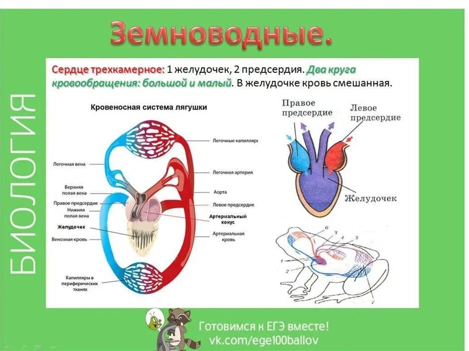 У каких животных нет кровеносной системы. Строение сердца и кровеносной системы лягушки. круги кровообращения позвоночных животных схема. строение кровеносной системы амфибий схема. кровеносная система позвоночных млекопитающих.