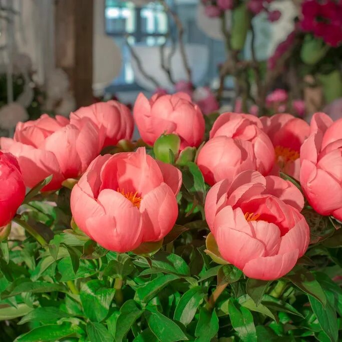 Пион lovely rose. Эхеверия lovely rose. Лавли роуз. Лавли роуз. Лавли роуз.