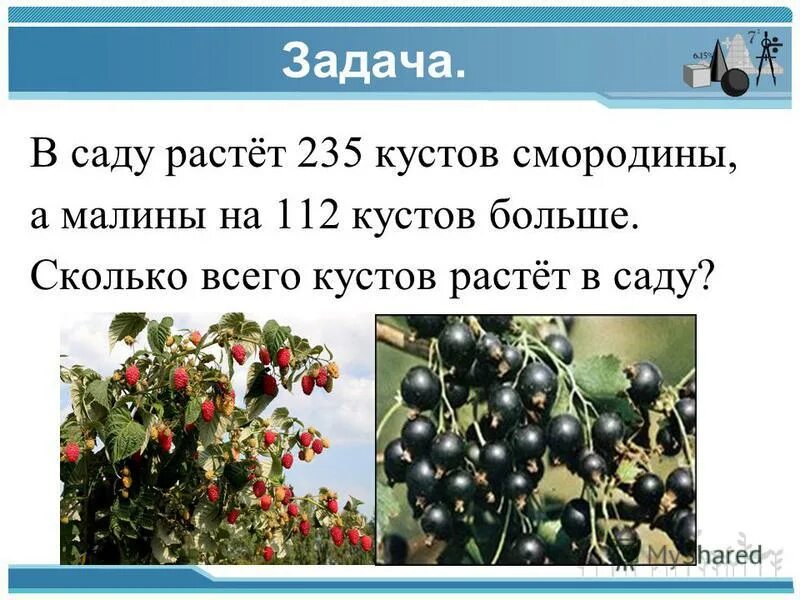 В саду растут 36 яблонь составляет. Задача в саду растут малины. В саду много кустов малины. Сколько кустов смородины. Задача. В саду росли.....