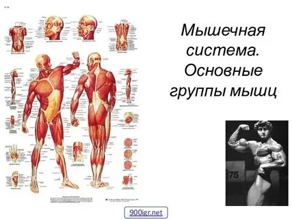 Состав мышечной системы