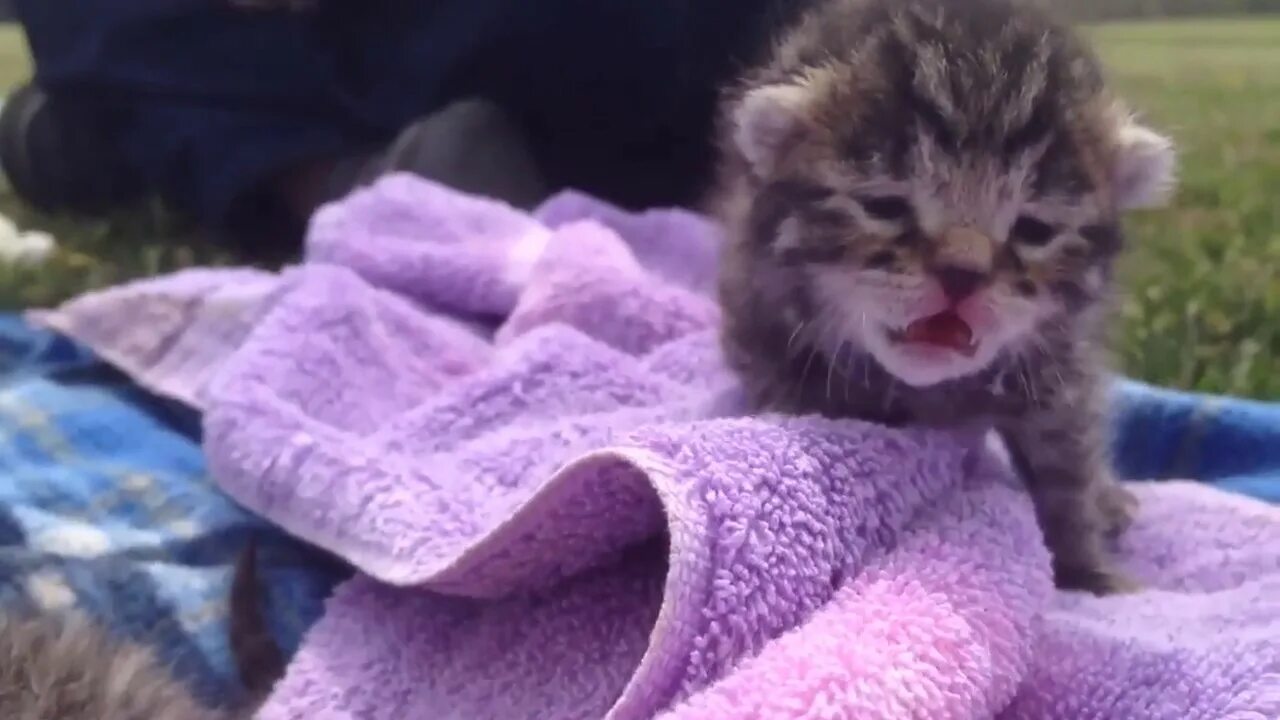 Плачущий котенок видео. Котенок плачет. слишком милые котята. плачущий кот. мяуканье котят kittens meowing.