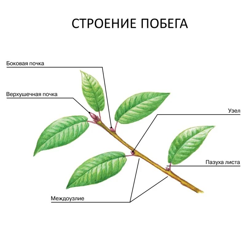 Строение побега рисунок. Схема строения побега. Внешнее строение побега. Строение олиственного побега.