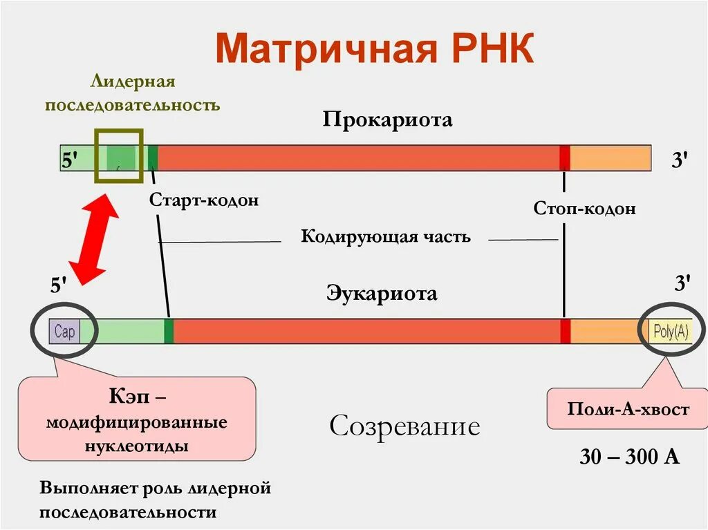 Информационная РНК строение. Структура МРНК эукариот. Строение МРНК эукариот. Структура матричной РНК эукариот.