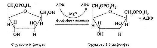 Д фруктозо 1 фосфат. Превращение фруктозо-6-фосфата во фруктозо-1.6-дифосфат. 1 6 Дифосфат д фруктозы. Фруктозо 6 фосфат АТФ фруктозо 1 6 дифосфат АДФ.