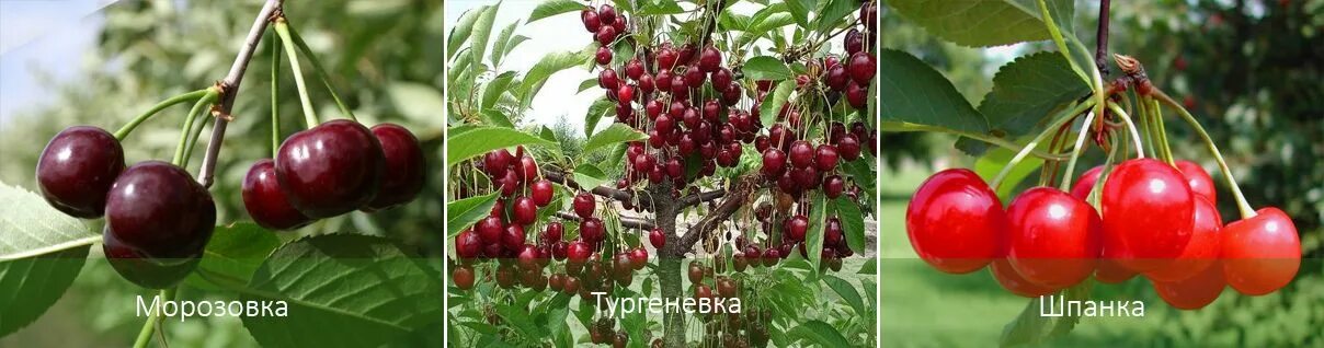 Саженцы вишни Шпанка Донецкая купить в Москве, растения по цене от 490 руб. в пи