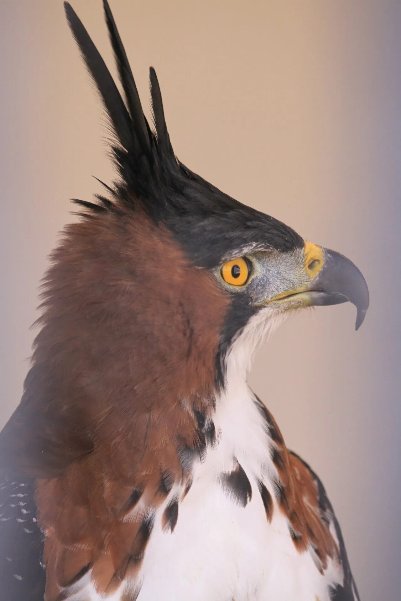 Hawk eagle