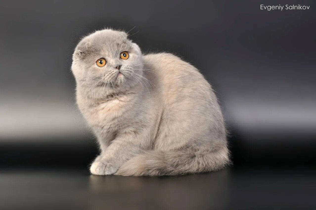 Как выглядит шотландский кот. Скоттиш-фолд шотландская. голубая шиншилла кошка шотландская вислоухая. шотландская вислоухая скотишфолд. шотландская вислоухая кошка голубая короткошерстная.