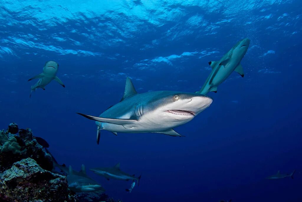 В каком океане акулы встречаются только летом. Риф Шарк. Shark Reef Aquarium. Карибская рифовая акула. Риф с акулами.