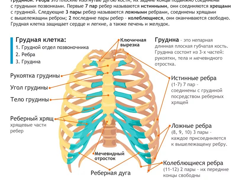 Рёбра человека строение нумерация спереди. 1. Грудная клетка (строение грудной клетки и функция. Нумерация ребер грудной клетки. Грудная клетка ребра строение.