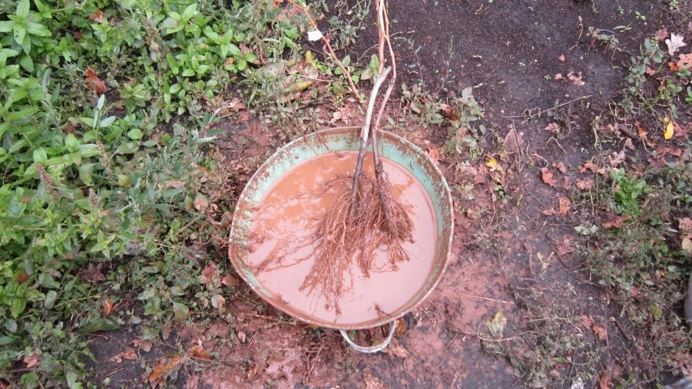 Корневая вишни. Корни саженцев яблони. Глиняная болтушка для деревьев для посадки. Корень дерева вишни.