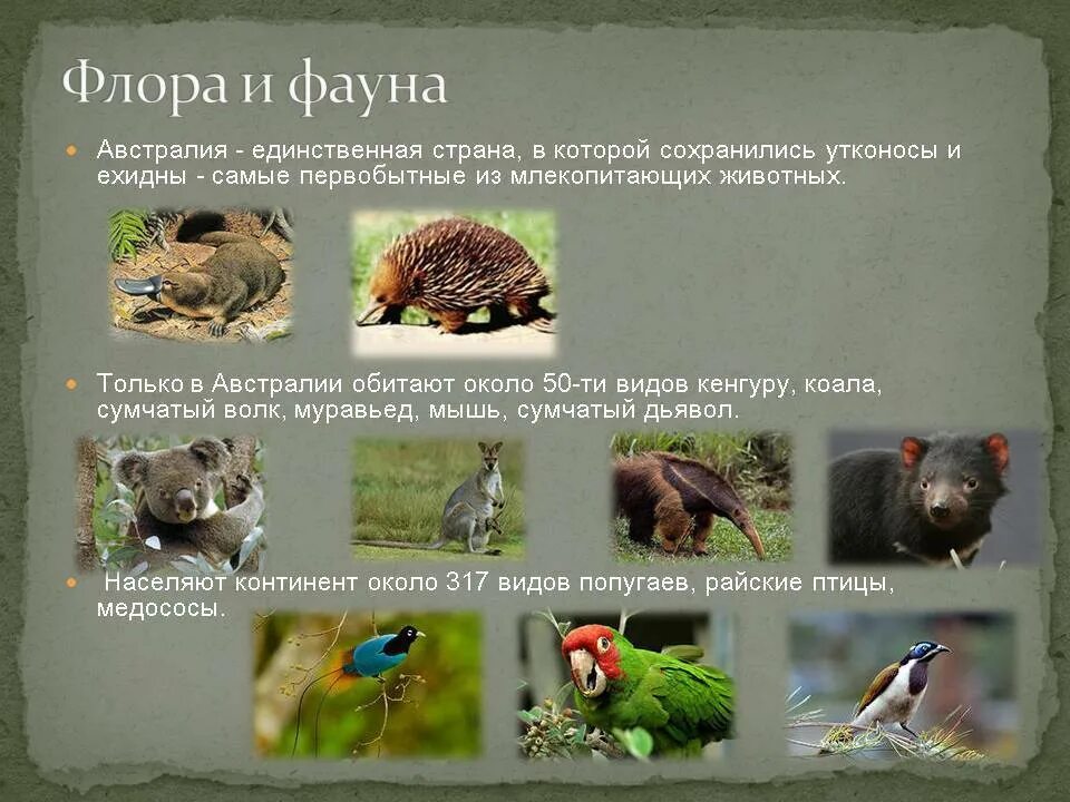 Животные австралии 7 класс кратко. Представители флоры и фауны австралии. типичные представители флоры и фауны австралии. представителе флоре и фауны.