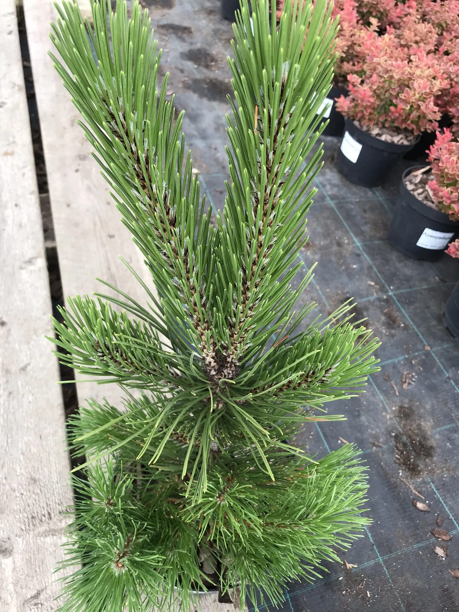 Pinus heldreichii