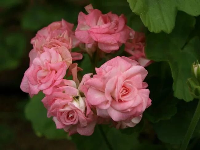 пеларгония Grainger's Antigue Rose Пеларгонии. Декоративноцветущие растения для 