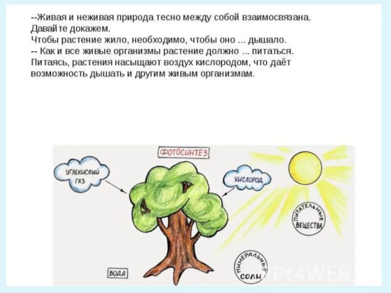 Приведи пример живое и неживое. Взаимосвязь живой и неживой природы 2 класс окружающий мир. Взаимосвязь живой и не дивой природы. Схема живой и неживой природы. Живая и неживая природа связаны между собой.