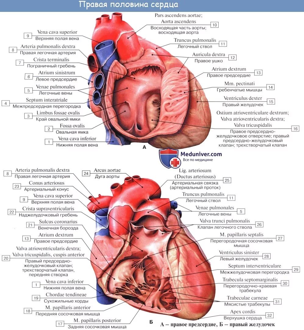 Артериальный конус правого желудочка сердца. Строение правого предсердия и правого желудочка сердца. Строение левого желудочка сердца анатомия. Наджелудочковый гребень правого желудочка. Правый желудочек отделен от правого предсердия