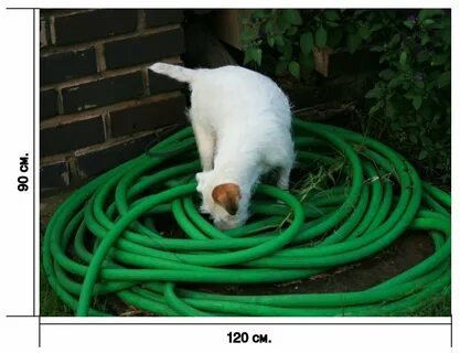 Поливают кота