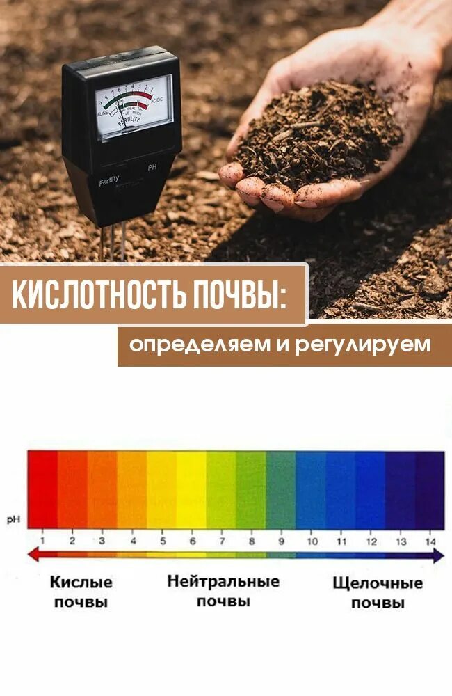 Чистотел почва кислотность. Показатели кислотности почвы. определить кислотность почвы. определитель кислотности почвы. как измерить кислотность почвы.