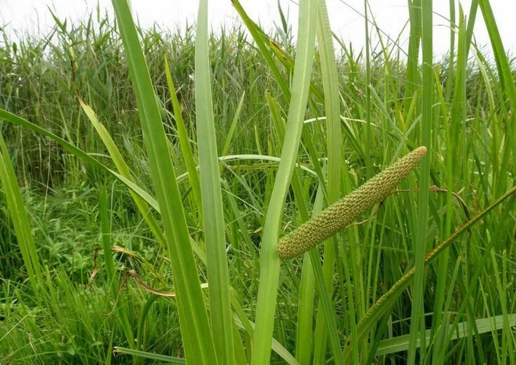 Аир соцветие. Аир болотный (acorus calamus). аир обыкновенный - acorus calamus. аир болотный acorus calamus сырье. аир обыкновенный соцветие.
