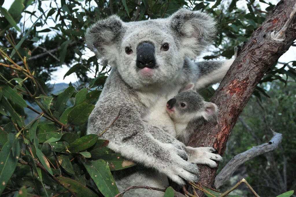 Животные Австралии коала. Коала сумчатое. Сумчатый медведь коала Австралия. Эвкалипт в Австралии с коалой.