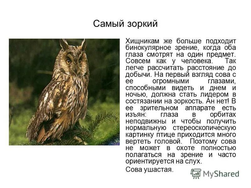 самый зоркий глаз