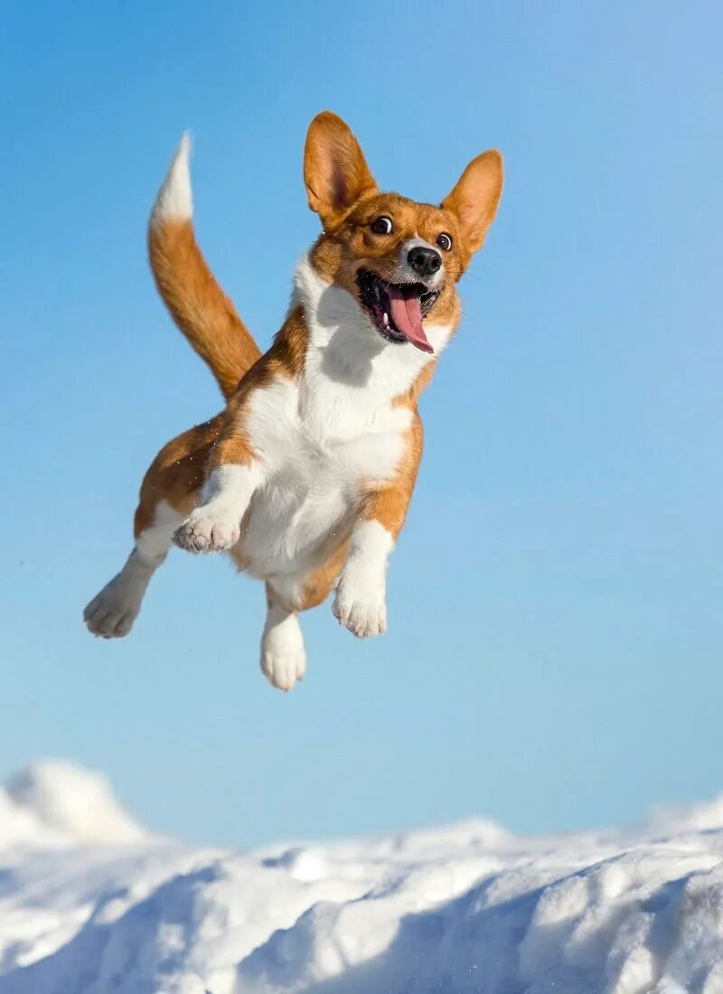My dog running