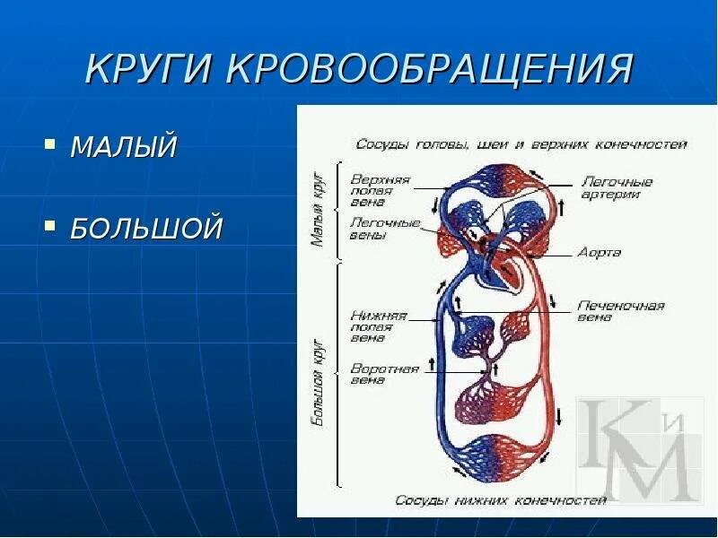 У кого два кровообращения. Большой круг кровообращения. Малый круг кровообращения. Большой и малый круг кровообращения. Малый круг и большой круг кровообращения.