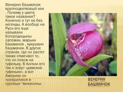 Почему у растения такое название
