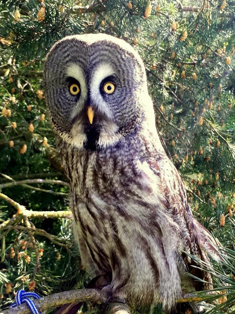 в смысле скоро 30 было же 16 картинка. сова удивлена. сыч. черная ушастая сова. удивленная сова.