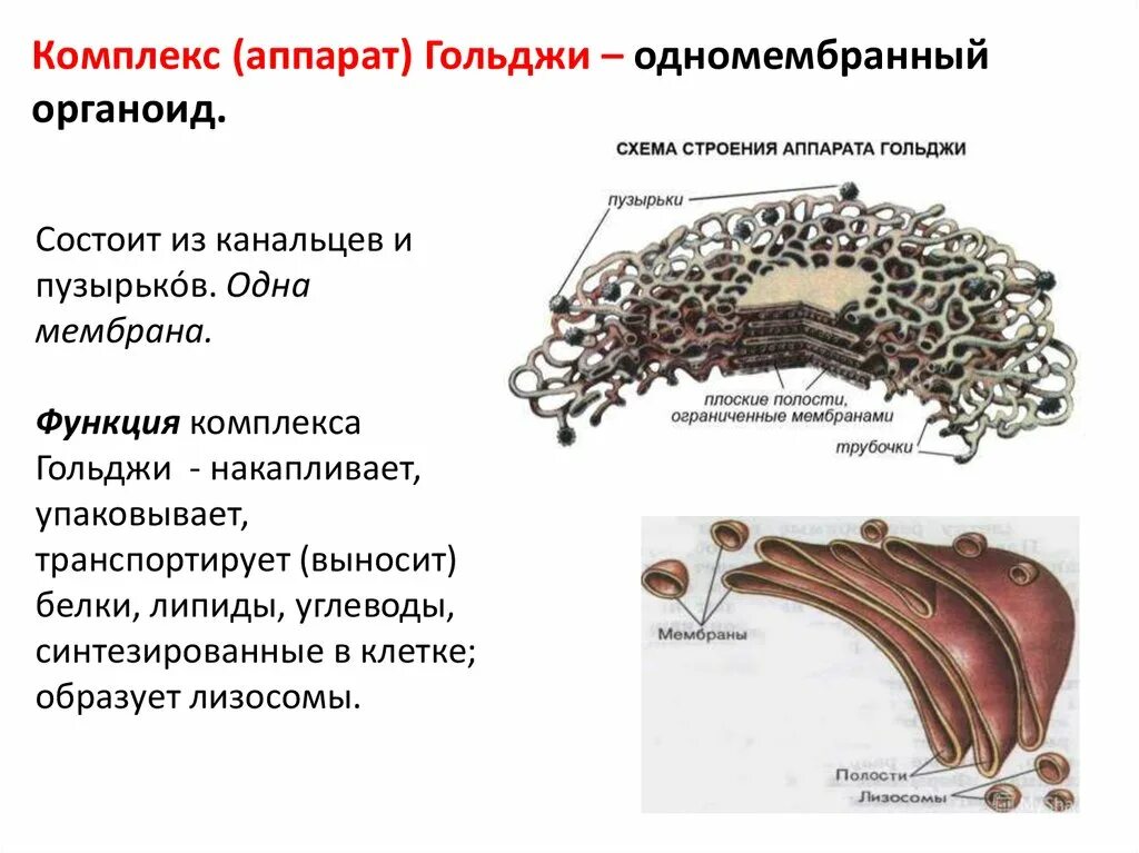 Какие мембранные структуры образует аппарат гольджи. Аппарат Гольджи строение и функции. Комплекс Гольджи строение и функции. Функции аппарата Гольджи в животной клетке. Комплекс (аппарат) Гольджи (одномембранный органоид).