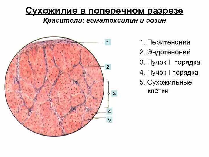 Плотная оформленная ткань. Сухожилие в поперечном разрезе гематоксилин-эозин. Плотная волокнистая соединительная ткань гистология препарат. Плотная соединительная ткань гистология. Плотная оформленная соединительная ткань гистология.