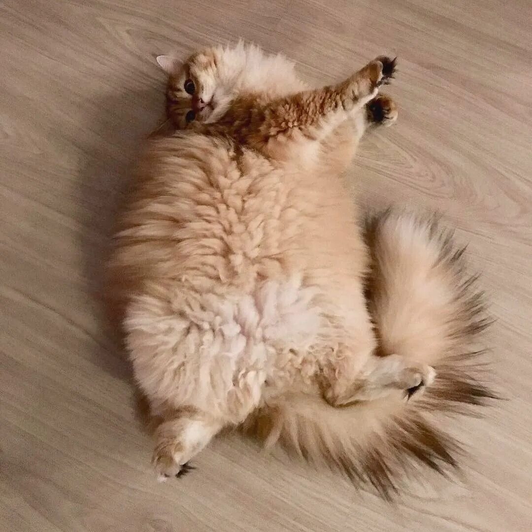 Толстый кот. Кот лежит на спине. Пушистый кот.