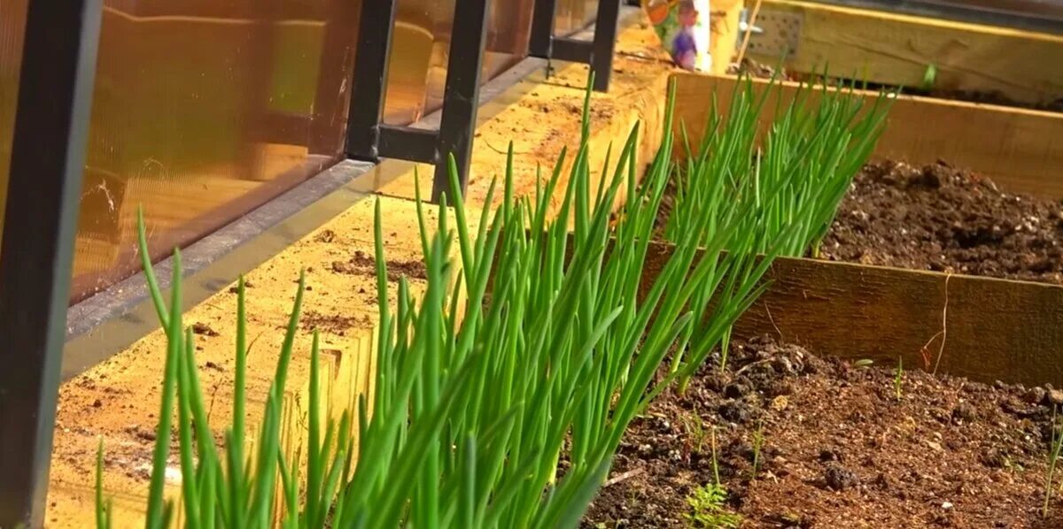 Урожайный огород лук. Лук эксибишен рассада. Овощи на огороде. Морковь найджел f1. Эксибишен лук высадка рассады.