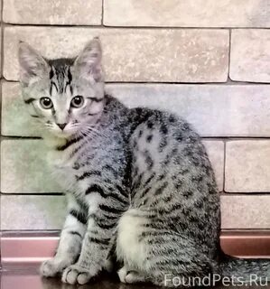 Кошка 10 месяцев