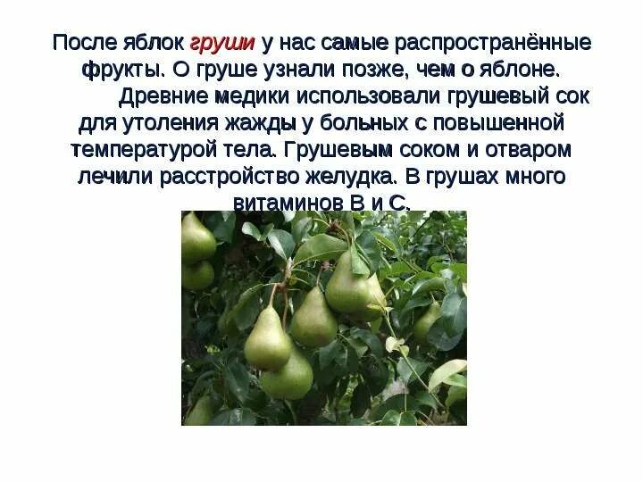 Текст про грушу. Груша доклад. Стих про грушу. Текст про грушу. Стих про грушу для детей.