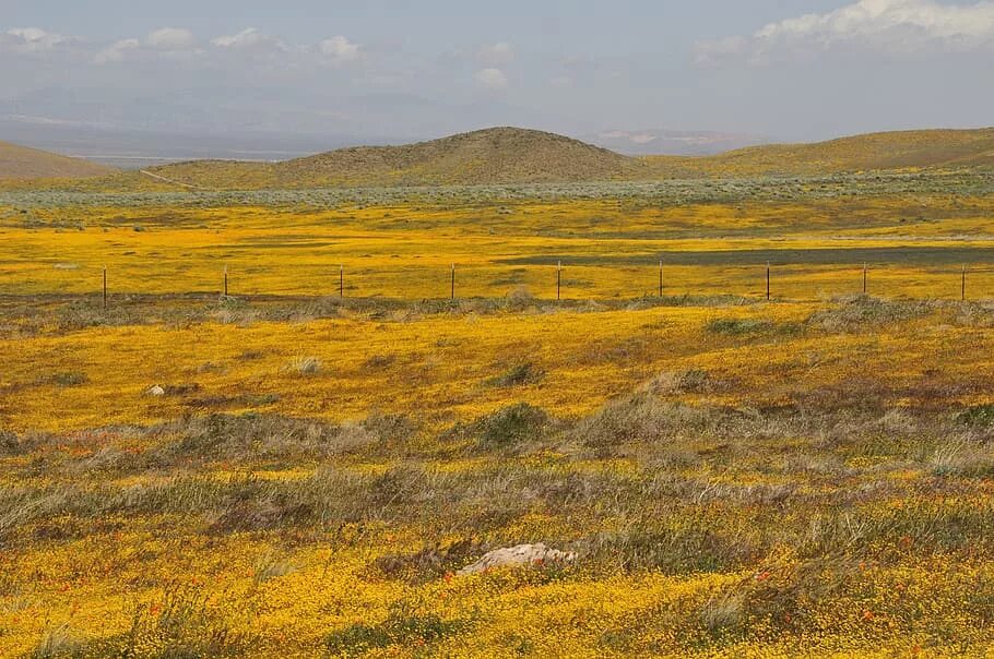 Степь природная зона. Болотистая степь. Прерии высокотравные северной америки. Низинные прерии. Мамонтовая тундростепь.