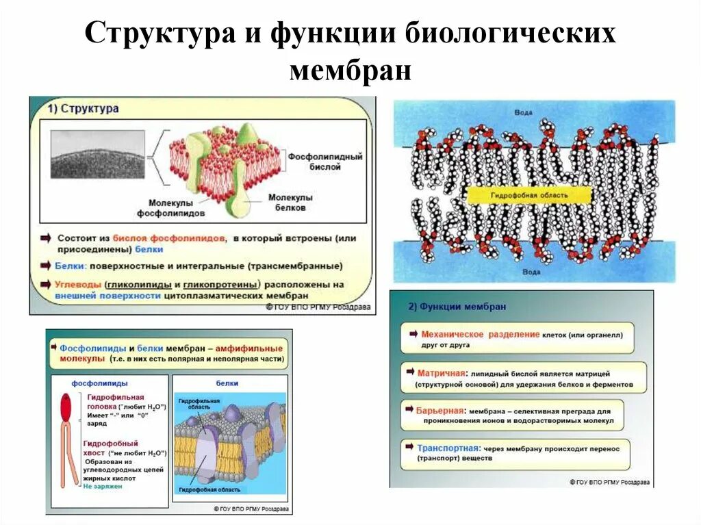 1.     Строение и функции основных типов мембран;. Строение и функции биологических мембран физиология. Строение биологической мембраны таблица. Строение клеточных мембран биологическая роль. Организация биологических мембран