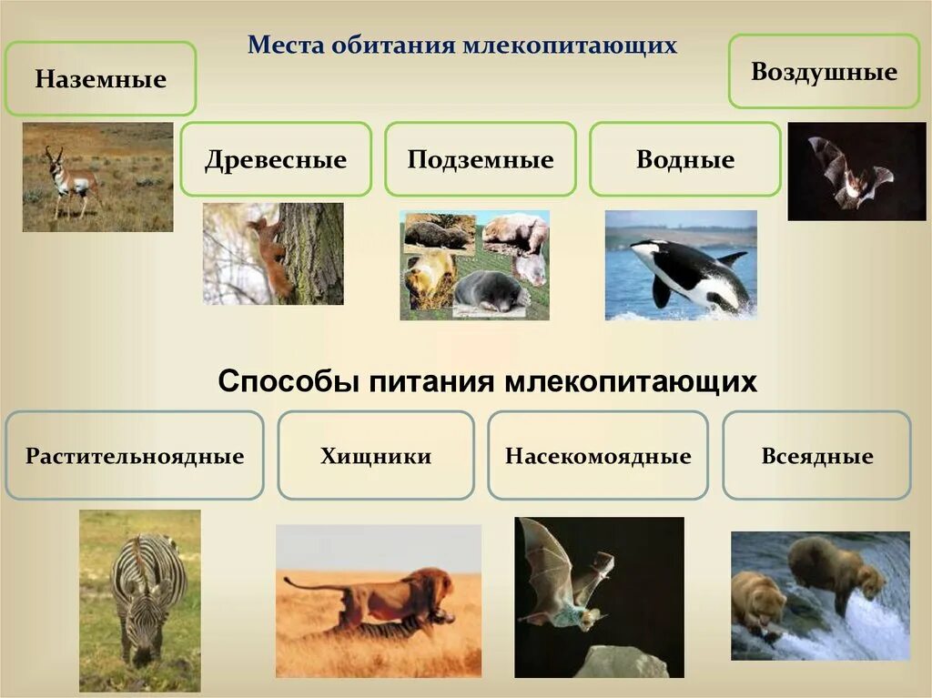 Особенности многообразие животных. Млекопитающие обитание. Места обитания животных. Животные разных сред обитания. Среды жизни млекопитающих.