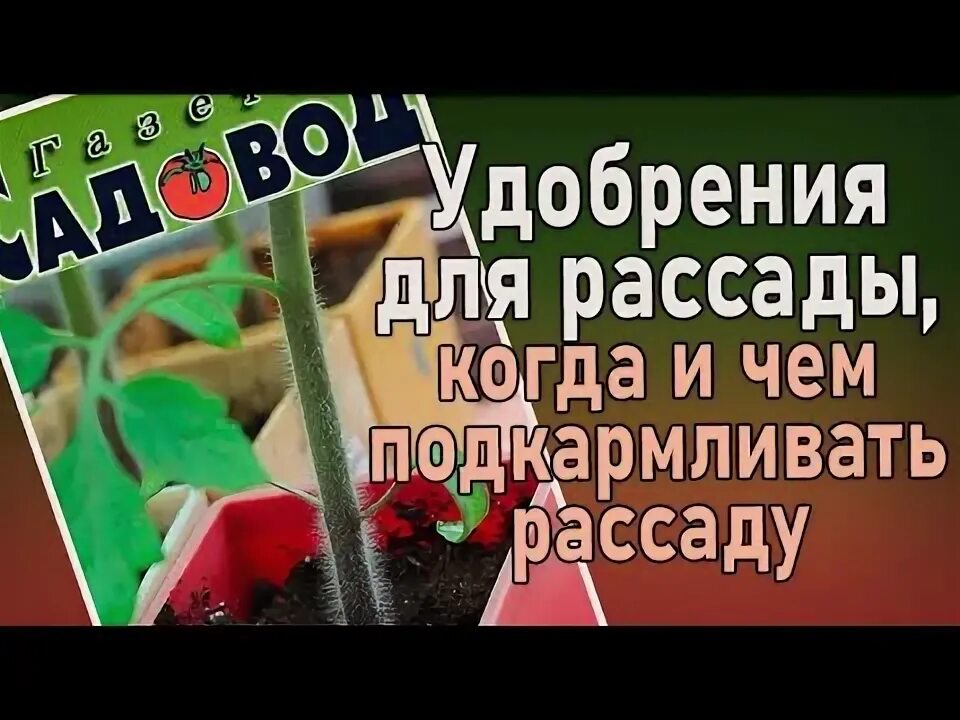 Какими народными средствами можно подкормить рассаду помидор. Подкормка для рассады 1. чем лучше удобрять рассаду цветов. нужно ли подкармливать рассаду астр. чем подкормить рассаду после заморозков.