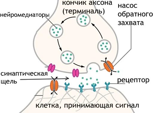 Как работают ингибиторы обратного захвата серотонина. Обратный захват нейромедиаторов. Механизм обратного захвата серотонина. Ингибиторы обратного захвата медиаторов.